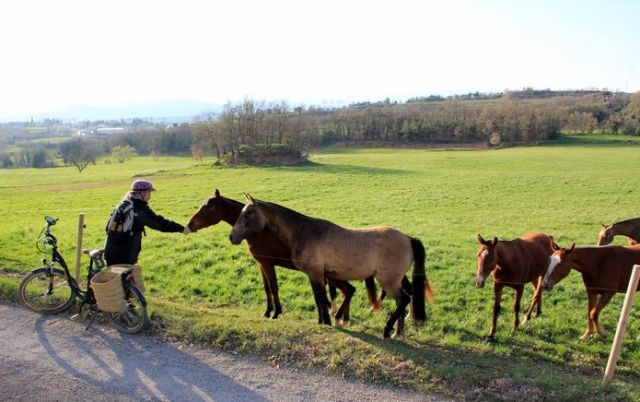 Dando de comer a los caballos